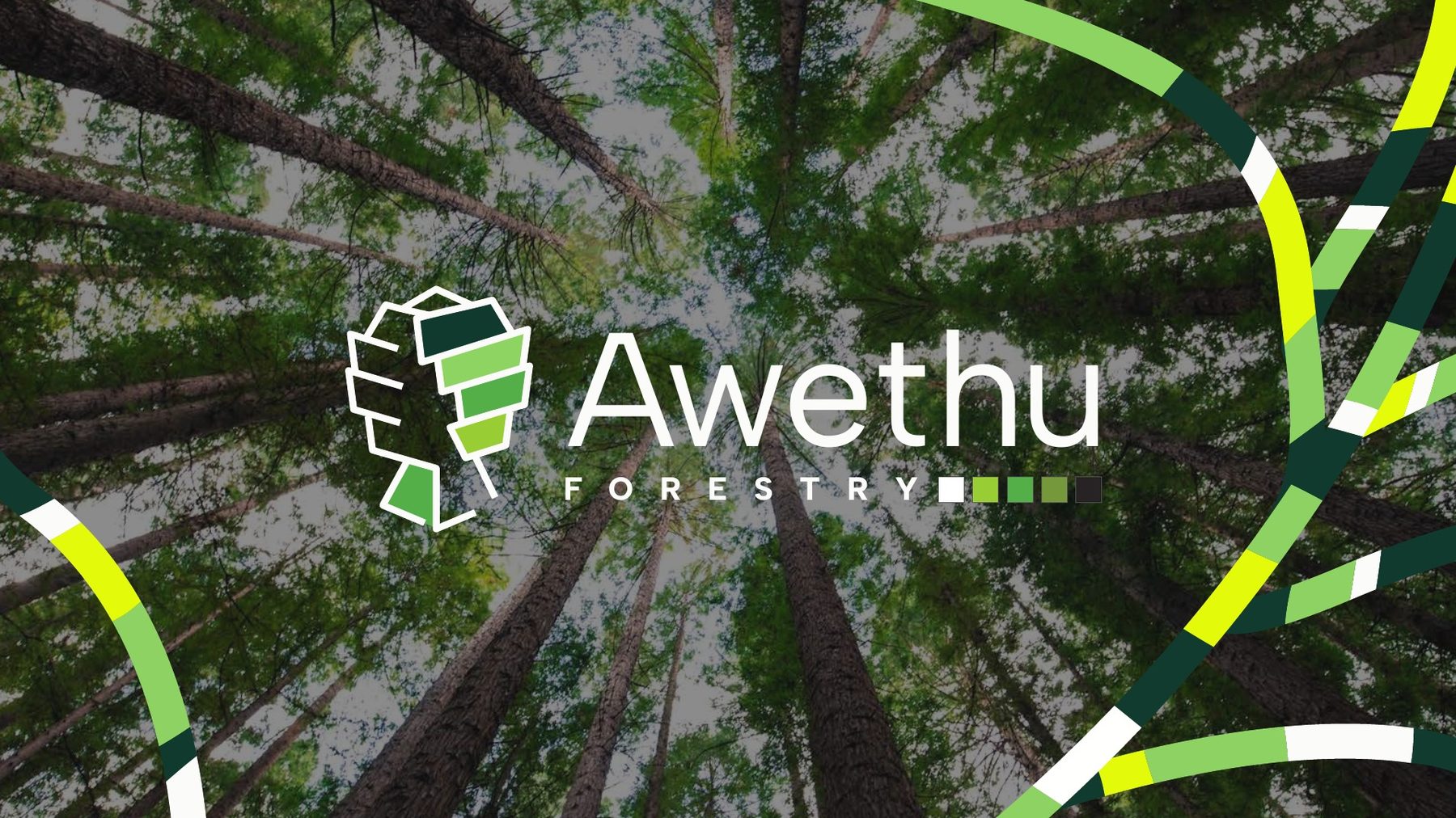 Awethu Forestry logo over a forest canopy, framed by green and yellow graphic ribbons