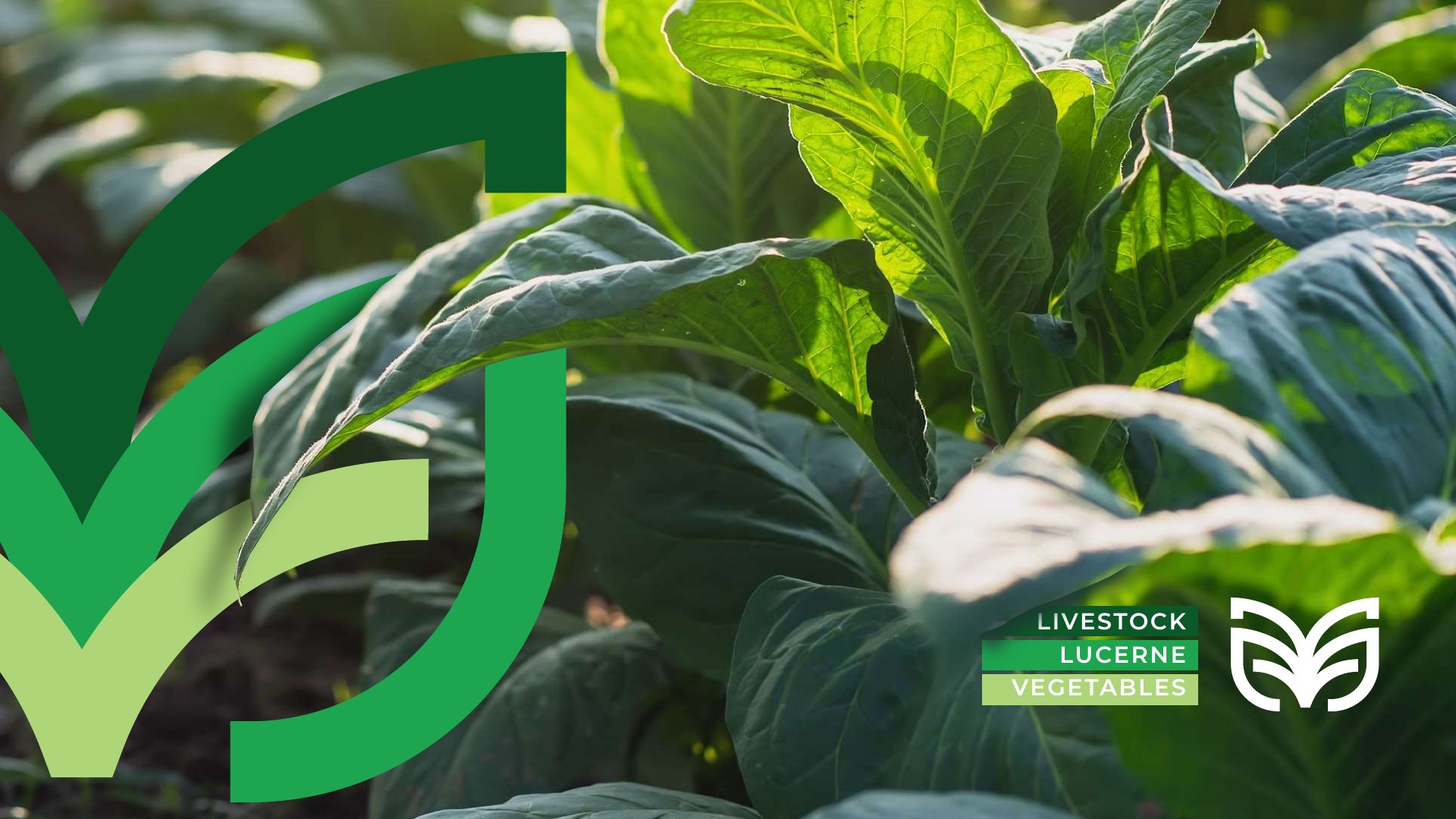 Green emblem detail over cabbage leaves